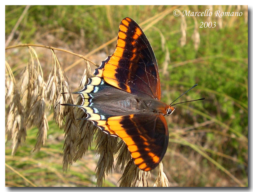 Charaxes jasius, farfalla senza paura ma non senza macchia!